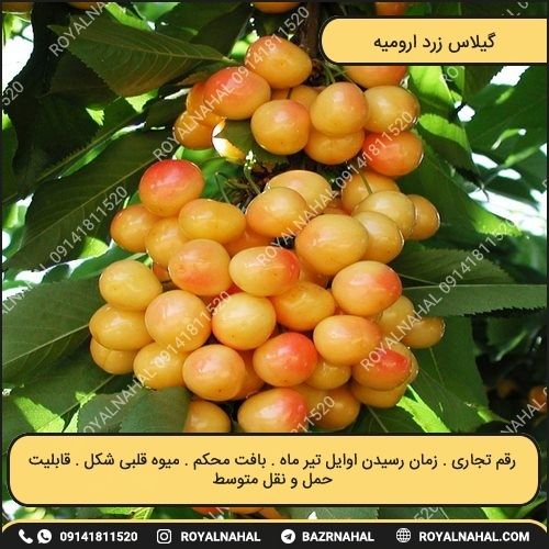 خرید گیلاس زرد ارومیه