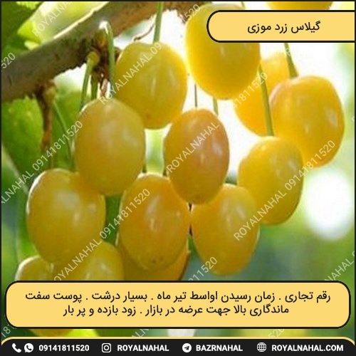 خرید نهال گیلاس زرد موزی