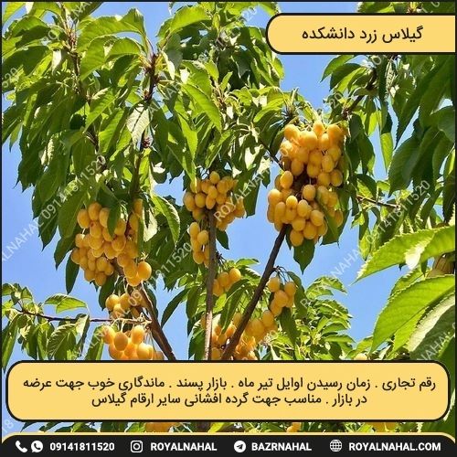 خرید نهال گیلاس زرد دانشکده