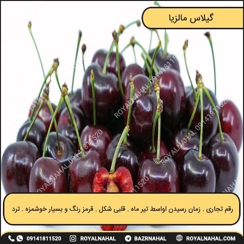 خرید نهال گیلاس مالزیا 