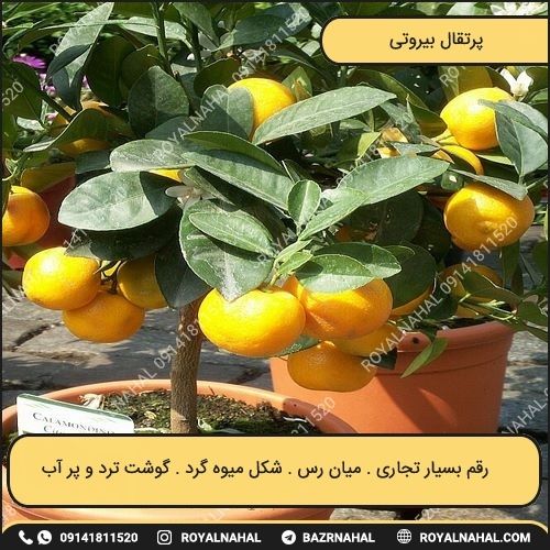 خرید نهال پرتقال بیروتی