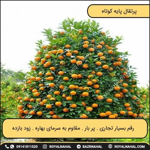 خرید نهال پرتقال پایه کوتاه 