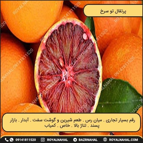خرید نهال پرتقال تو سرخ