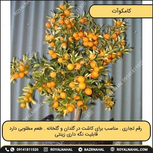 خرید نهال کامکوآت