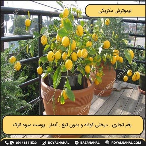 خرید نهال لیموترش مکزیکی