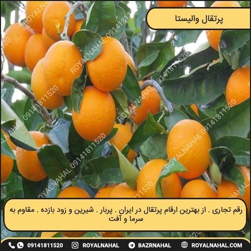 خرید نهال پرتقال والنسیا