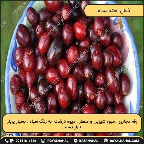 خرید نهال ذغال اخته سیاه 