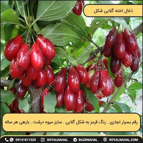 خرید نهال زغال اخته گلابی شکل 