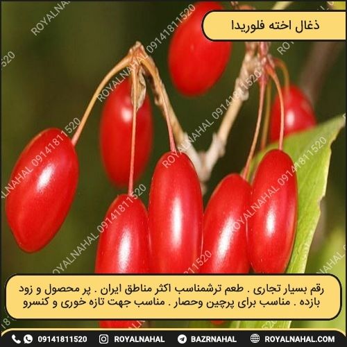 خرید نهال زغال اخته فلوریدا 