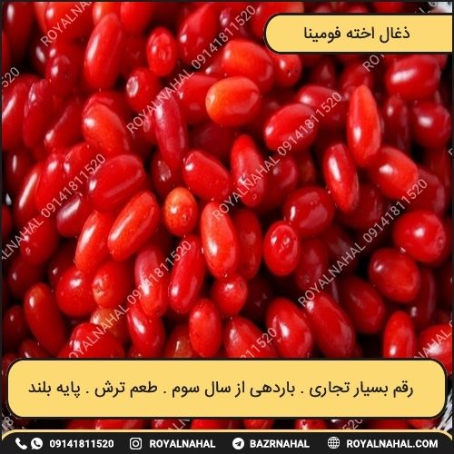 خرید نهال زغال اخته فومینا