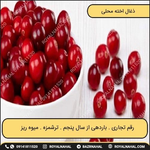 خرید نهال زغال اخته محلی