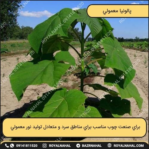 خرید درخت پالونیا معمولی
