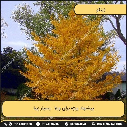 خرید درخت ژینگو