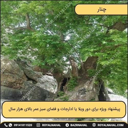 خرید درخت چنار
