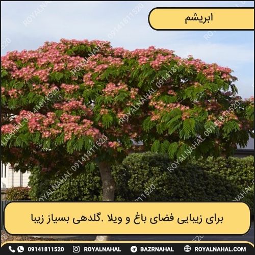 خرید درخت ابریشم