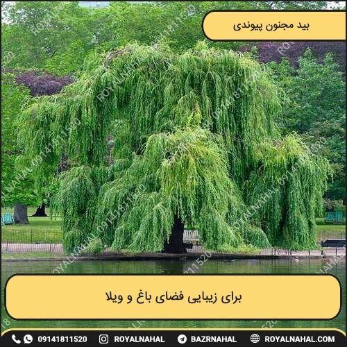 خرید درخت بید مجنون پیوندی 