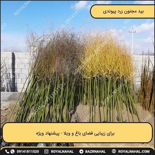 خرید درخت بید مجنون زرد پیوندی