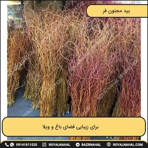 خرید درخت بید مجنون فر