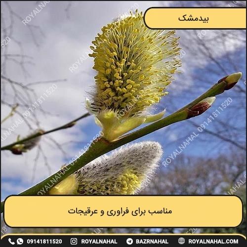 خرید درخت بیدمشک