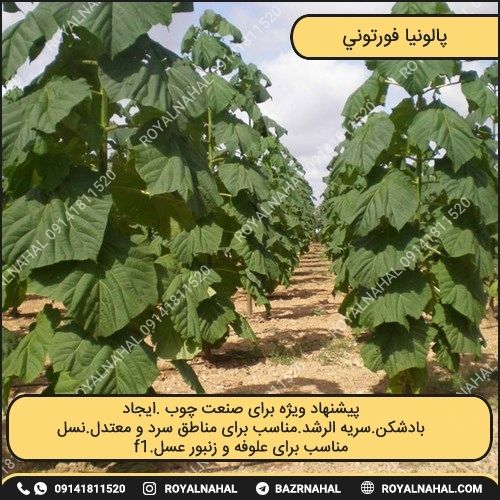 خرید درخت پالونیا فورتونی