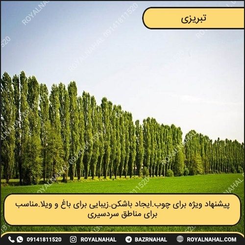 خرید درخت تبریزی