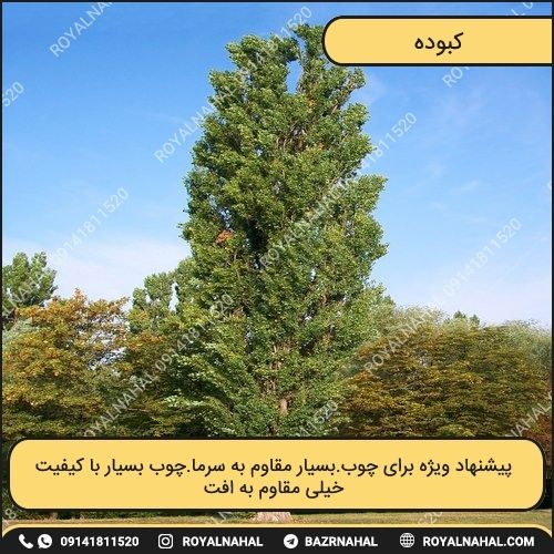 خرید درخت کبوده