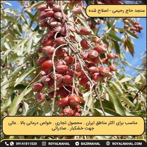 خرید نهال سنجد حاج رحیمی 