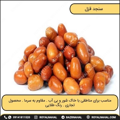 خرید نهال سنجد قزل
