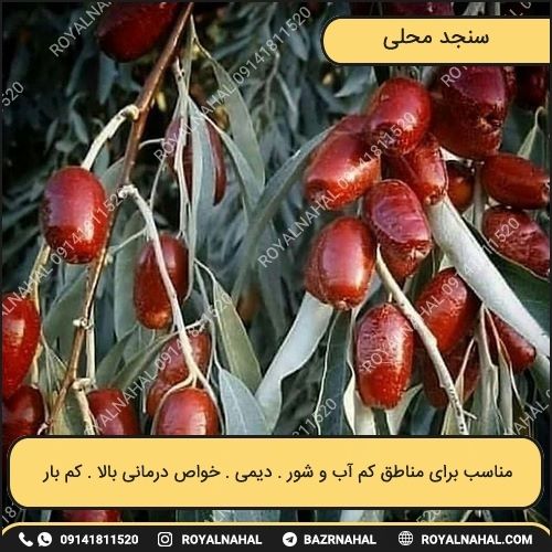 خرید نهال سنجد محلی 