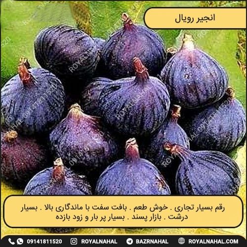 خرید نهال انجیر رویال 