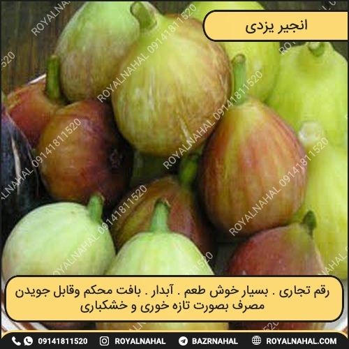 خرید نهال انجیر یزدی