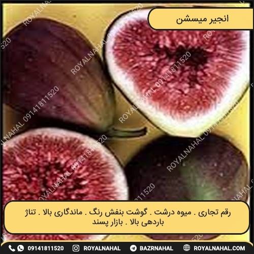 خرید نهال انجیر میسیشن