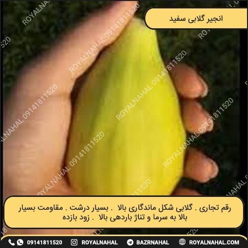 خرید نهال انجیر گلابی سفید