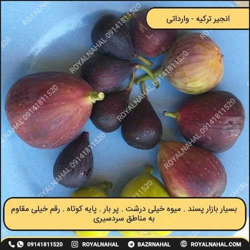 خرید نهال انجیر ترکیه 