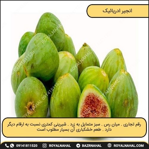 خرید نهال انجیر آدریاتیک