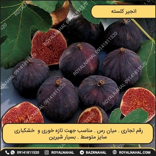 خرید نهال انجیر کلسته