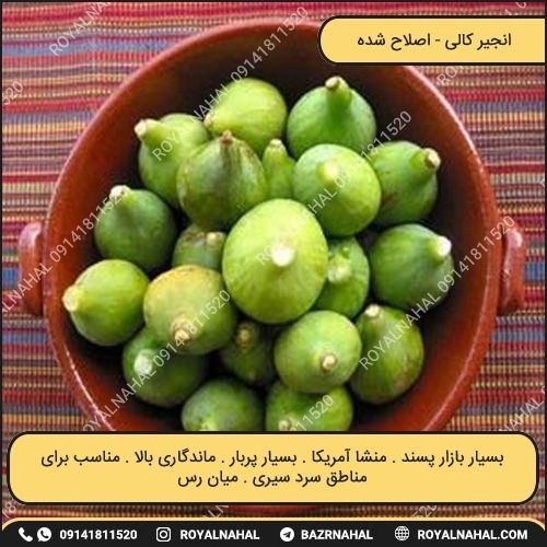 خرید نهال انجیر کالی 