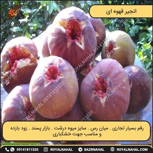 خرید نهال انجیر قهوه ای