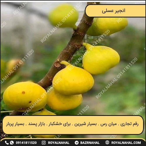 خرید نهال انجیر عسلی