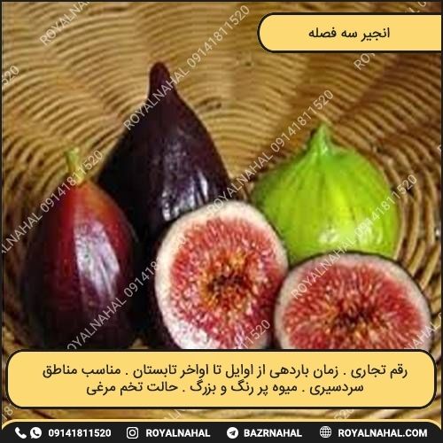 خرید نهال انجیر سه فصله