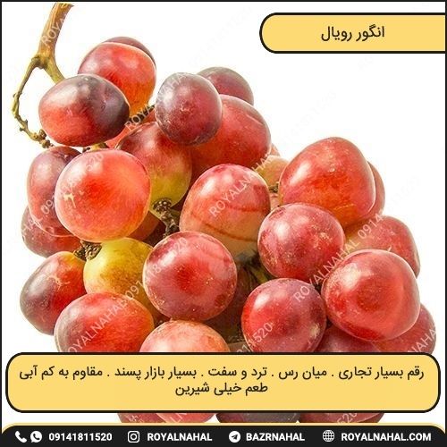 خرید نهال انگور رویال 