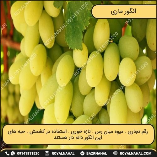 خرید نهال انگور ماری