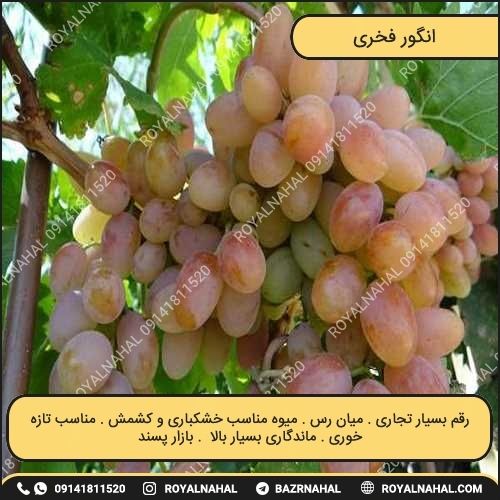 خرید نهال انگور فخری