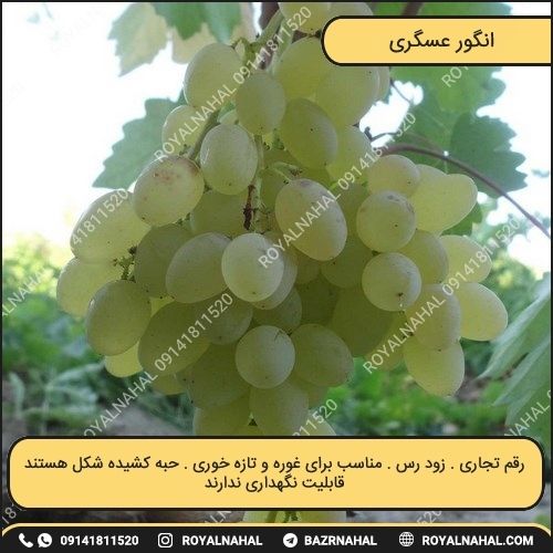 خرید نهال انگور عسگری