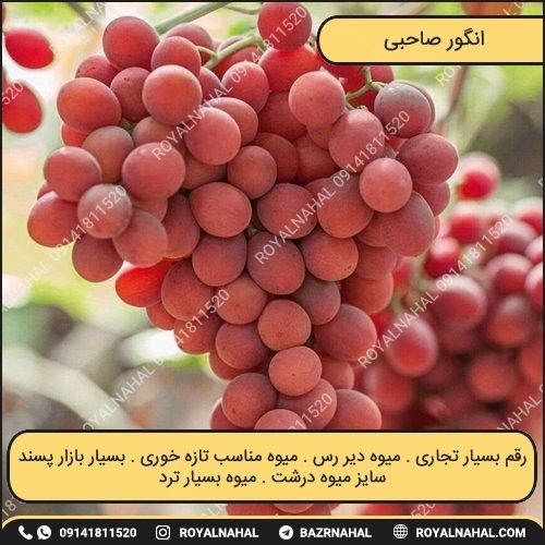 خرید نهال انگور صاحبی