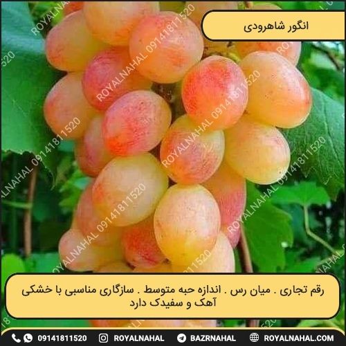 خرید نهال انگور شاهرودی