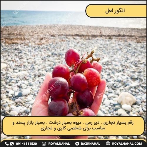 خرید نهال انگور لعل