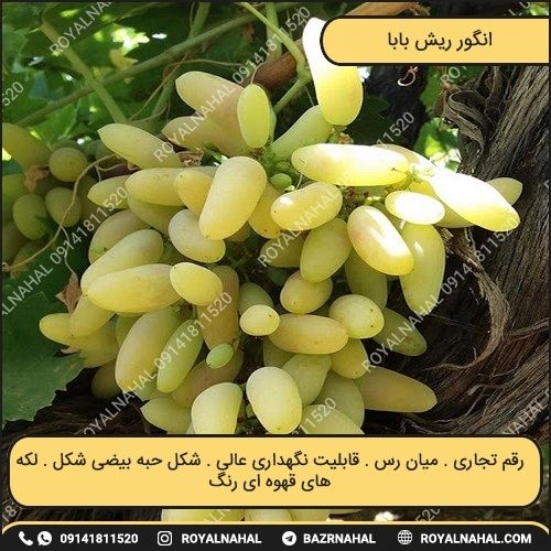 خرید نهال انگور ریش بابا