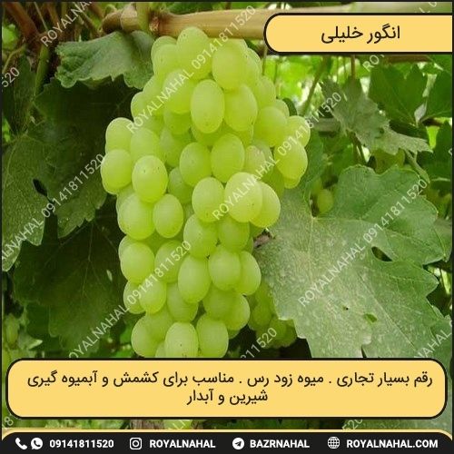 خرید نهال انگور خلیلی 