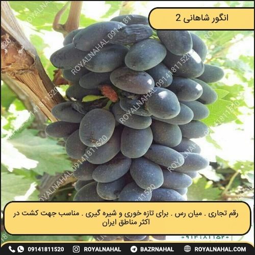 خرید نهال انگور شاهانی 2